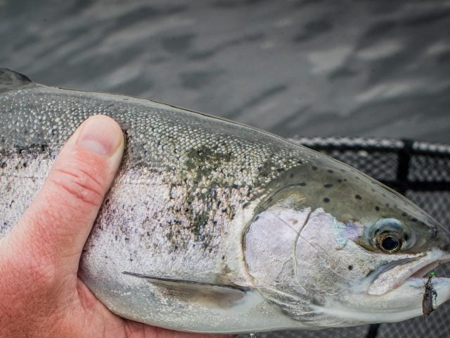 A10I2240 new edit scaled