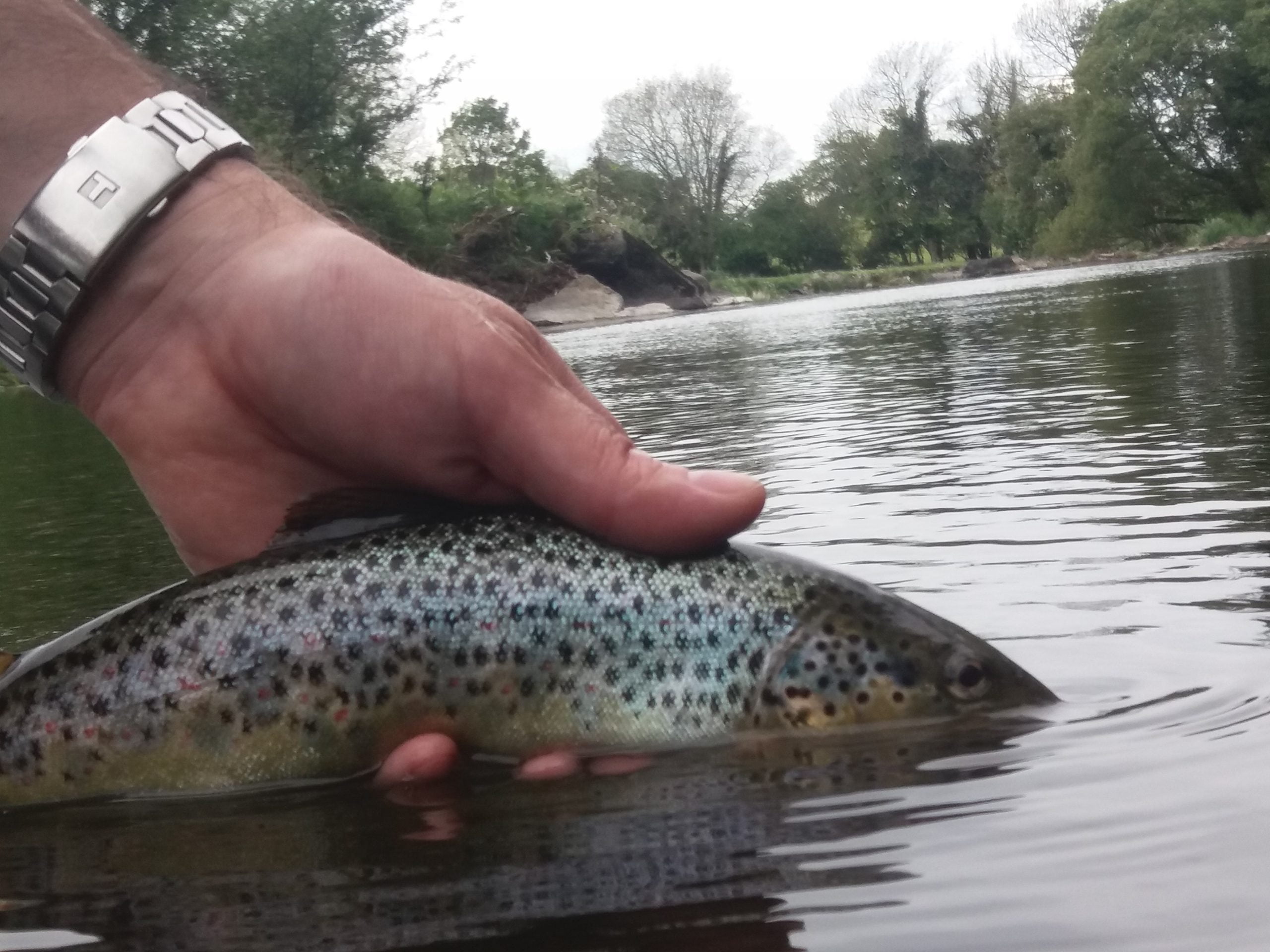 brown trout catch and relase scaled