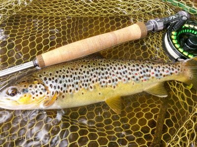 Loop 7X fly rod with Loop Opti dry fly reel used to catch wild brown trout with the fly shop flies