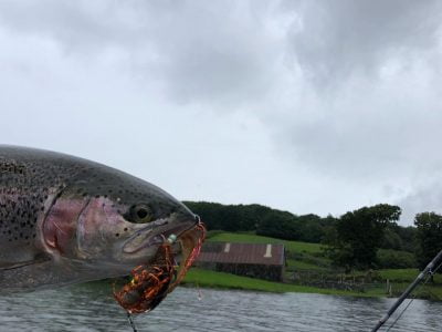 rainbow by shaed on pike fly