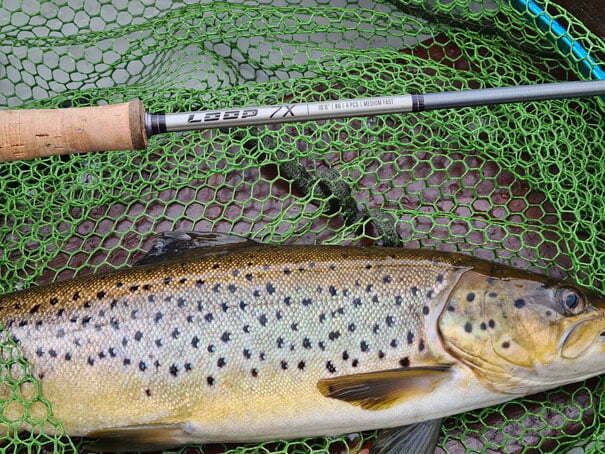 Brown-Trout-in-Net Brown Trout in net