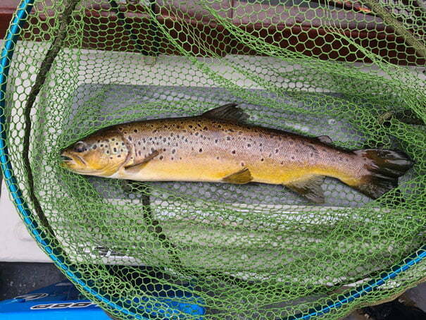 caugh-brown-trout