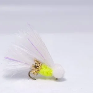 Gold arsed cat scaled